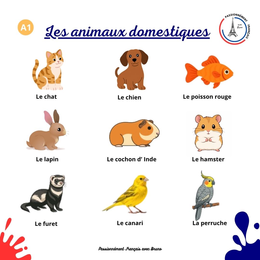 You are currently viewing Les animaux domestiques