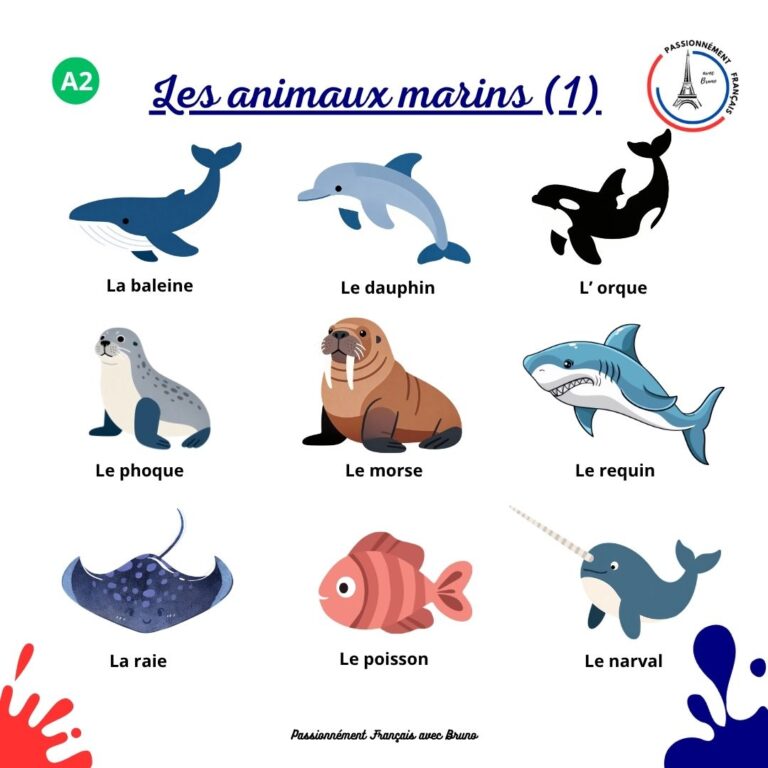 Read more about the article Les animaux marins