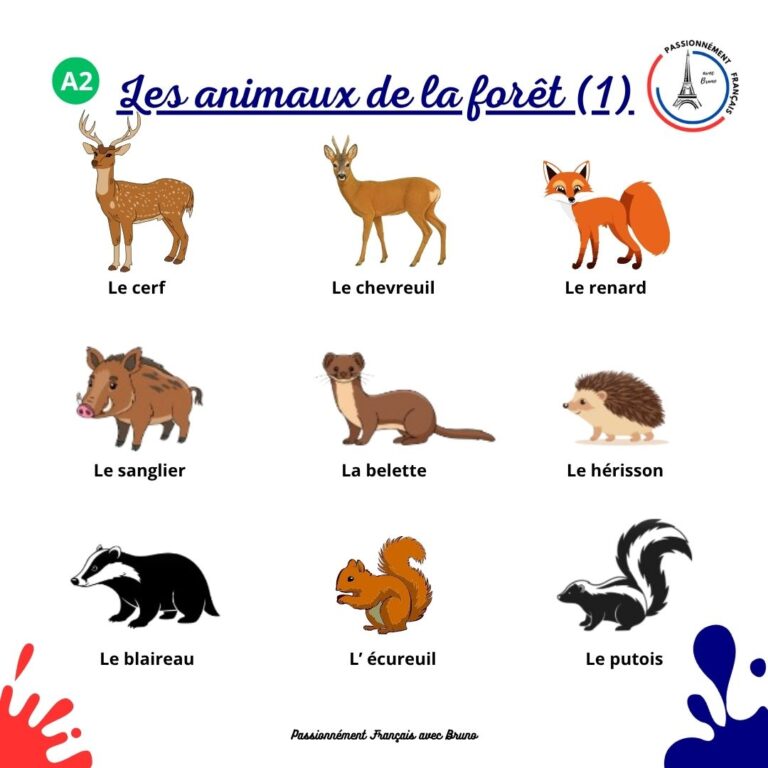 Read more about the article Les animaux de la forêt
