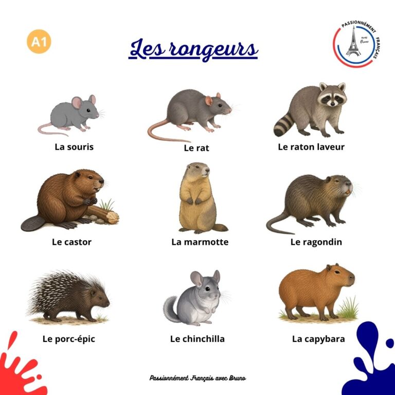 Read more about the article Les rongeurs